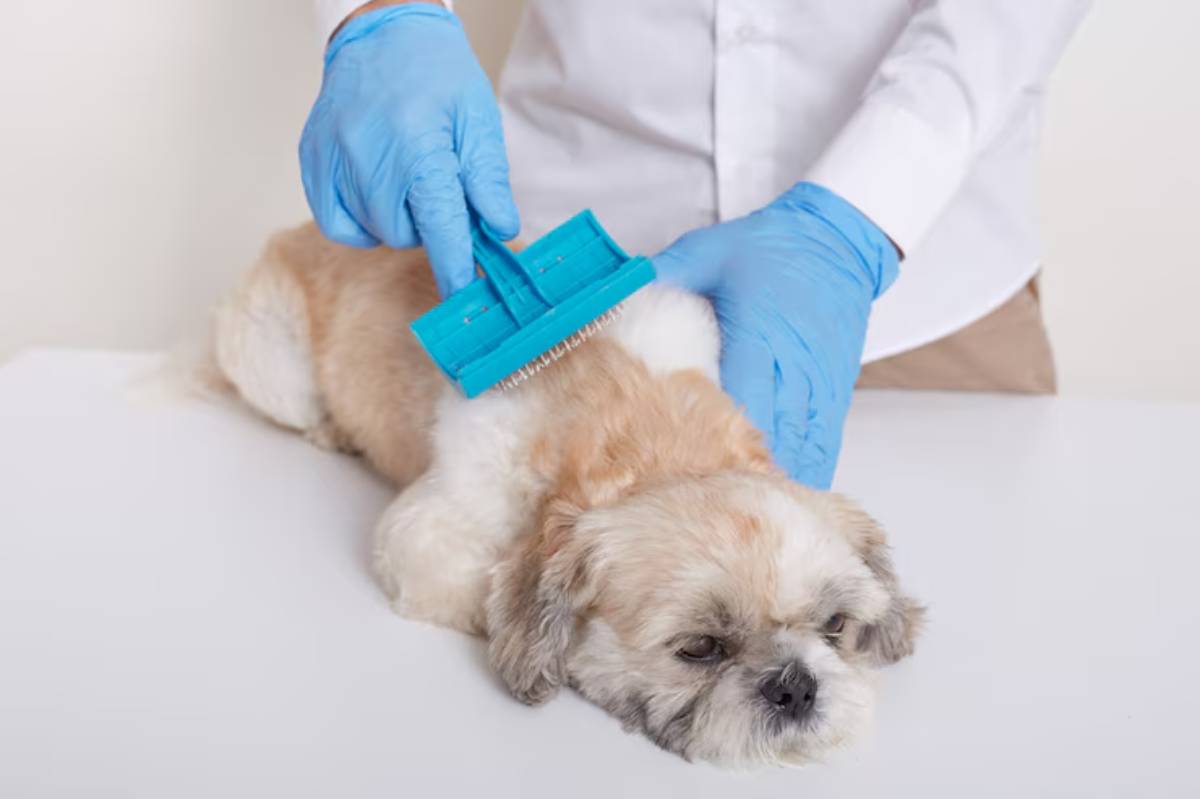  A groomer in blue gloves brushes a small, fluffy dog lying on a table, highlighting a caring grooming moment.