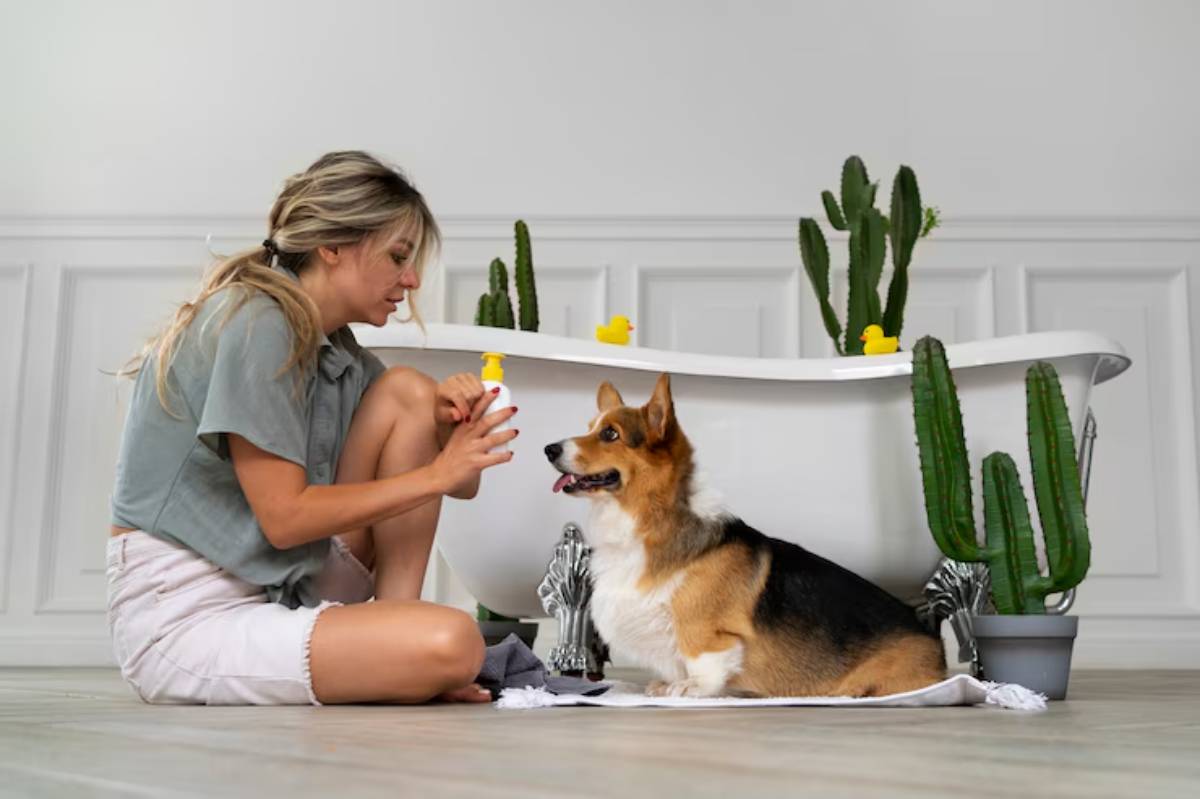  A person sits on the floor next to a bathtub, interacting with a friendly corgi surrounded by cacti and yellow rubber duckies.