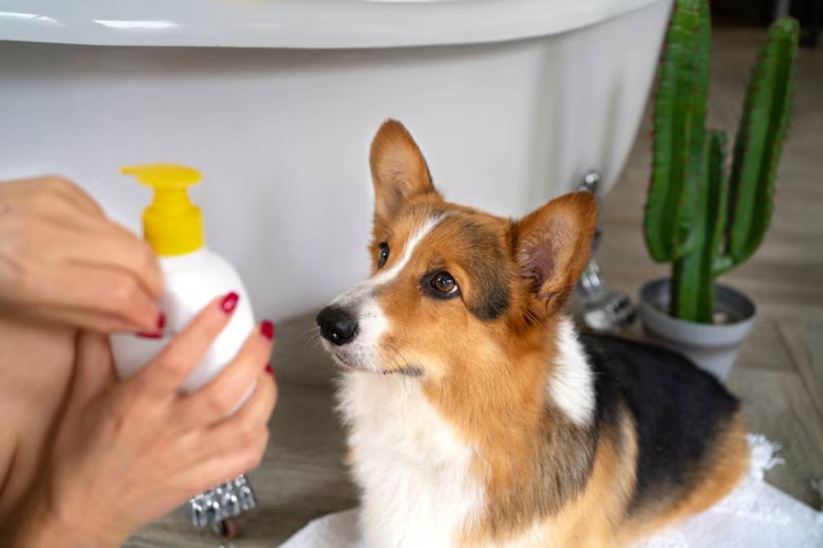 A person with manicured hands prepares a bottle of pet shampoo while a curious Corgi watches attentively in a cozy bathroom setting. 