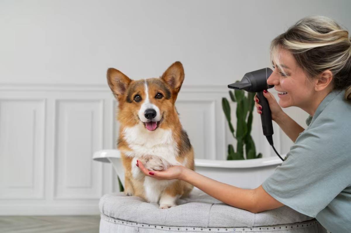  A person uses a hairdryer on a corgi while gently holding its paw, with a cozy indoor setting and green plants in the background.