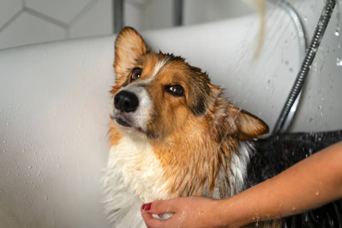 A wet corgi in a bathtub, looking up with a calm expression while being bathed by a person. Water droplets are visible.