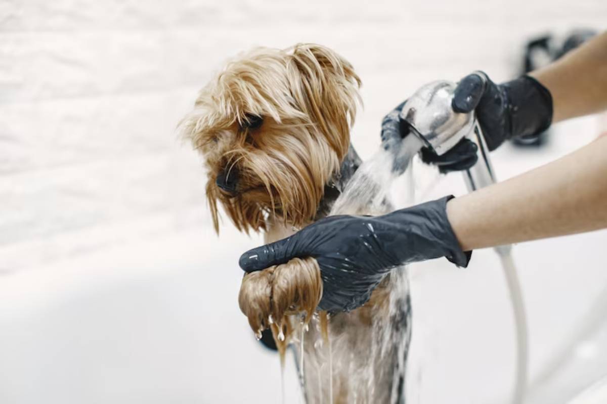 A groomer washes a small, wet Yorkshire Terrier in a bathtub, with water and soap running from its fluffy fur.