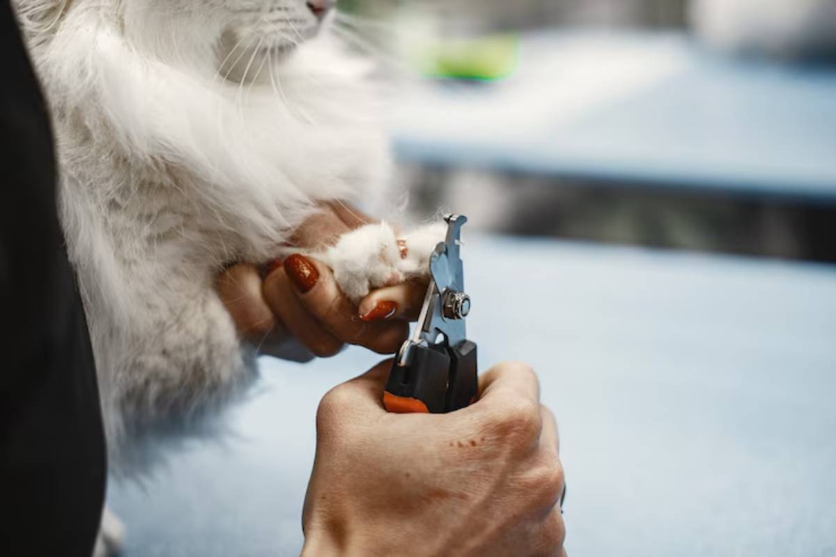 A person trims the nails of a fluffy white cat, showcasing careful grooming and attention to pet care. 