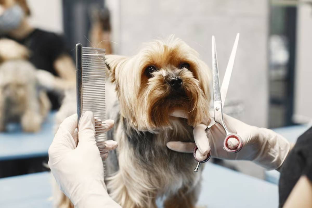 A groomer holds scissors and a comb while grooming a Yorkshire Terrier in a pet salon setting, with other dogs in the background.