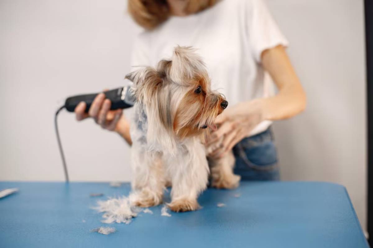 A groomer trims a small dog on a blue table, with fur clippings scattered around, focused on giving it a fresh haircut. 