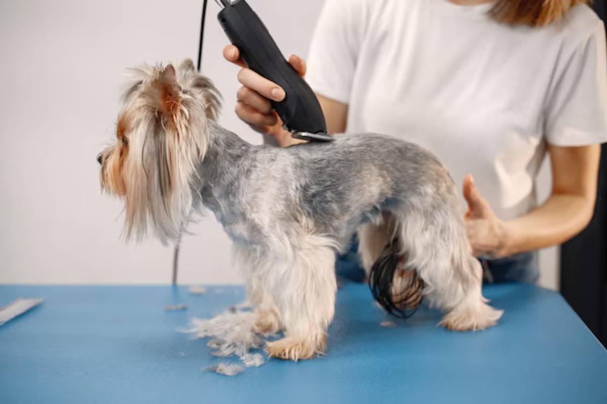 A groomer trims a small dog with a clipper on a blue table, surrounded by freshly cut fur. The dog's coat is partially shaved.